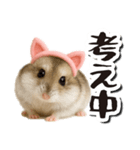 毎日送りやすい♪猫耳ハムの日常フレーズ（個別スタンプ：13）