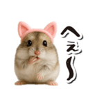 毎日送りやすい♪猫耳ハムの日常フレーズ（個別スタンプ：26）