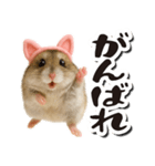 毎日送りやすい♪猫耳ハムの日常フレーズ（個別スタンプ：27）
