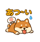 もちもち柴犬・夏まっさかり！（個別スタンプ：1）
