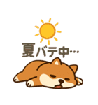 もちもち柴犬・夏まっさかり！（個別スタンプ：4）