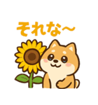 もちもち柴犬・夏まっさかり！（個別スタンプ：12）