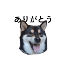 柴犬 黒柴 毎日デカ文字 可愛いフェル9（個別スタンプ：1）
