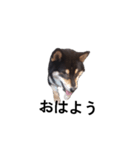 柴犬 黒柴 毎日デカ文字 可愛いフェル9（個別スタンプ：2）