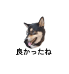 柴犬 黒柴 毎日デカ文字 可愛いフェル9（個別スタンプ：3）