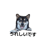 柴犬 黒柴 毎日デカ文字 可愛いフェル9（個別スタンプ：4）