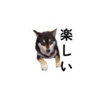 柴犬 黒柴 毎日デカ文字 可愛いフェル9（個別スタンプ：5）