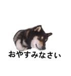 柴犬 黒柴 毎日デカ文字 可愛いフェル9（個別スタンプ：6）