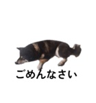 柴犬 黒柴 毎日デカ文字 可愛いフェル9（個別スタンプ：7）