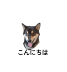 柴犬 黒柴 毎日デカ文字 可愛いフェル9（個別スタンプ：8）