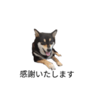 柴犬 黒柴毎日デカ文字 可愛いフェル11（個別スタンプ：3）