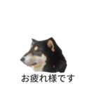 柴犬 黒柴毎日デカ文字 可愛いフェル11（個別スタンプ：6）