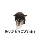 柴犬 黒柴毎日デカ文字 可愛いフェル11（個別スタンプ：7）