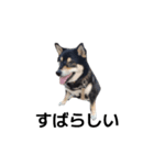 柴犬 黒柴毎日デカ文字 可愛いフェル11（個別スタンプ：8）