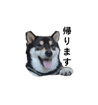 柴犬 黒柴毎日デカ文字 可愛い フェル8（個別スタンプ：1）