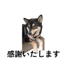 柴犬 黒柴毎日デカ文字 可愛い フェル8（個別スタンプ：2）