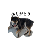 柴犬 黒柴毎日デカ文字 可愛い フェル8（個別スタンプ：3）