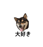 柴犬 黒柴毎日デカ文字 可愛い フェル8（個別スタンプ：5）