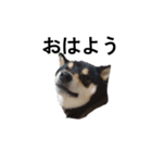 柴犬 黒柴毎日デカ文字 可愛い フェル8（個別スタンプ：7）