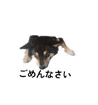 柴犬 黒柴毎日デカ文字 可愛い フェル8（個別スタンプ：8）