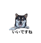 黒柴 柴犬フェル 毎日デカ文字 可愛い10（個別スタンプ：1）