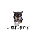 黒柴 柴犬フェル 毎日デカ文字 可愛い10（個別スタンプ：2）