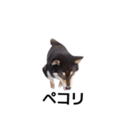 黒柴 柴犬フェル 毎日デカ文字 可愛い10（個別スタンプ：4）