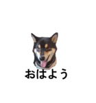 黒柴 柴犬フェル 毎日デカ文字 可愛い10（個別スタンプ：5）