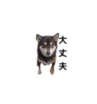 黒柴 柴犬フェル 毎日デカ文字 可愛い10（個別スタンプ：6）