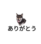 黒柴 柴犬フェル 毎日デカ文字 可愛い10（個別スタンプ：7）