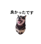 黒柴 柴犬フェル 毎日デカ文字 可愛い10（個別スタンプ：8）