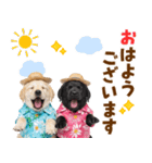 ラブラドールの夏（個別スタンプ：1）