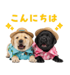 ラブラドールの夏（個別スタンプ：3）