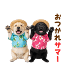 ラブラドールの夏（個別スタンプ：4）
