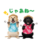 ラブラドールの夏（個別スタンプ：6）