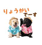 ラブラドールの夏（個別スタンプ：7）