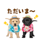 ラブラドールの夏（個別スタンプ：9）