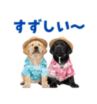 ラブラドールの夏（個別スタンプ：12）