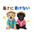 ラブラドールの夏（個別スタンプ：15）