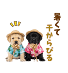 ラブラドールの夏（個別スタンプ：16）