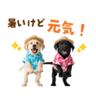 ラブラドールの夏（個別スタンプ：17）