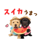 ラブラドールの夏（個別スタンプ：18）