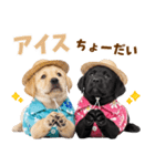 ラブラドールの夏（個別スタンプ：20）
