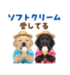 ラブラドールの夏（個別スタンプ：24）