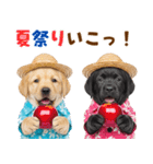ラブラドールの夏（個別スタンプ：30）