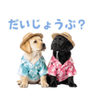 ラブラドールの夏（個別スタンプ：36）