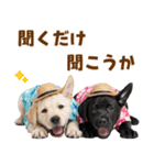 ラブラドールの夏（個別スタンプ：37）