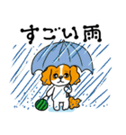 キャバリア達の暑い夏2025.7（個別スタンプ：23）
