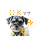 夏のふわふわシュナウザー【日常会話】（個別スタンプ：2）