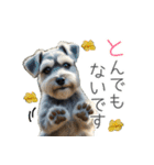 夏のふわふわシュナウザー【日常会話】（個別スタンプ：6）